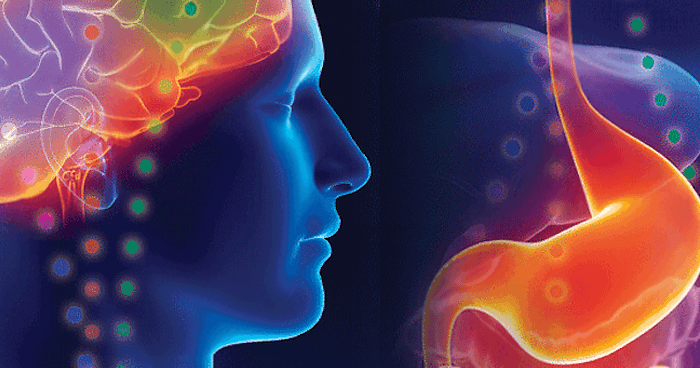 Click to enlarge The brain and gut communicate