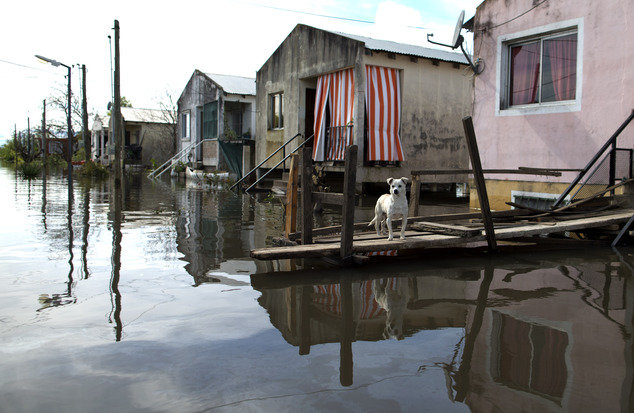 A dog stands outside a house on the flooded town of Villa Paranacito, Entre Rios, Argentina, Thursday, April 28, 2016. 