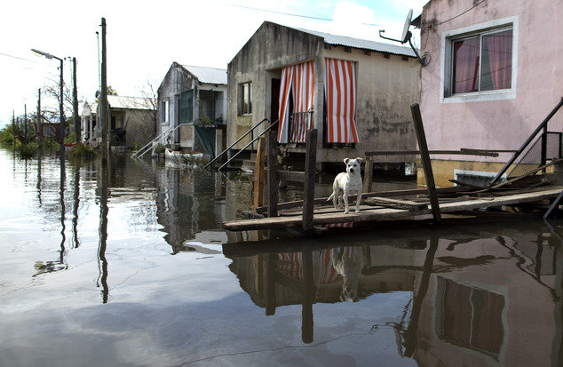 Click to enlarge A dog stands outside a house on the flooded town of Villa Paranacito, Entre Rios, Argentina, Thursday, April 28, 2016.