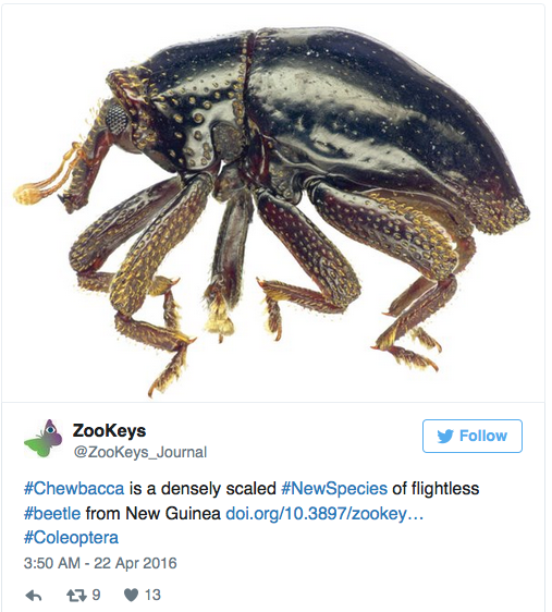 Click to enlarge Chewie beetle