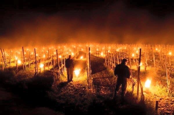 Farmers in Grisons, Switzerland protecting their vineyards from frost on April 27 with thousands of fire lights. 