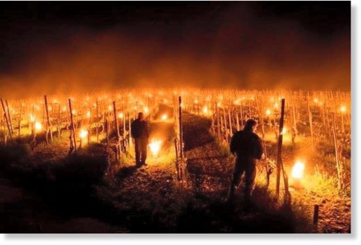 Click to enlarge Farmers in Grisons, Switzerland protecting their vineyards from frost on April 27 with thousands of fire lights.