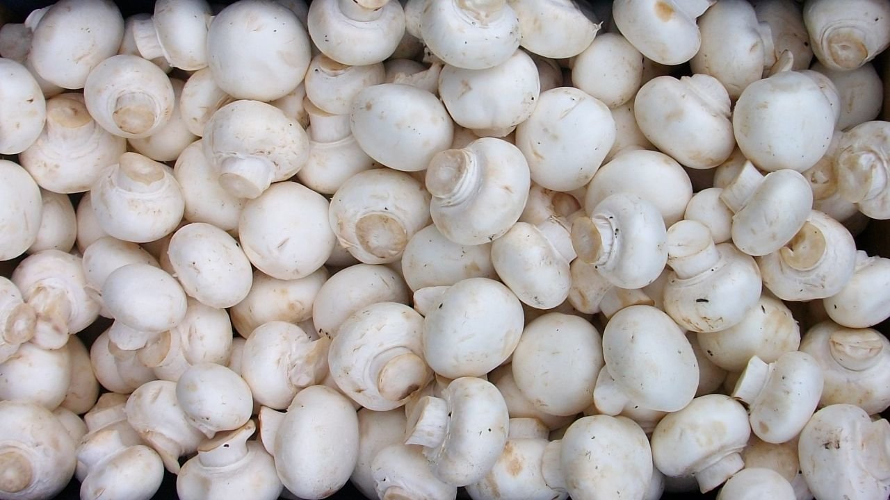 GMO mushrooms