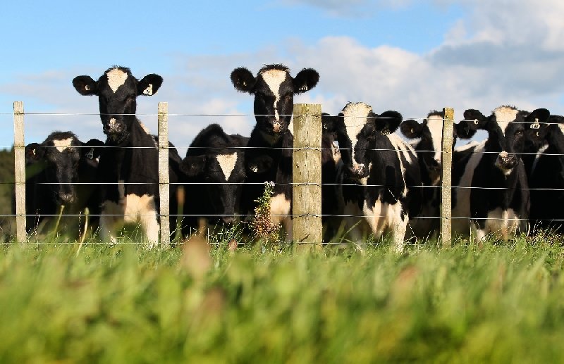 Cows