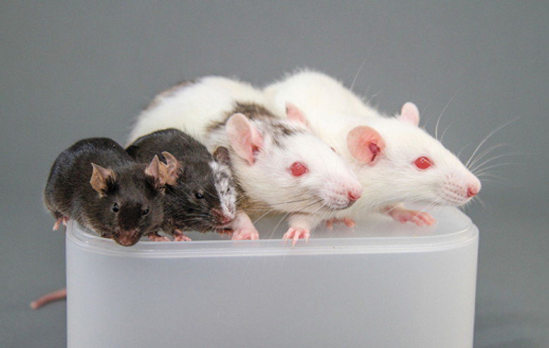 Click to enlarge chimera mice