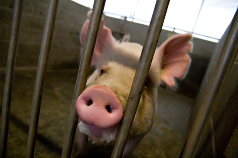 Click to enlarge pig chimera