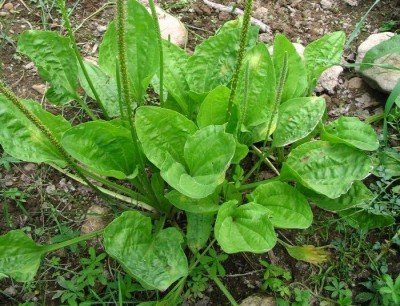 Plantain