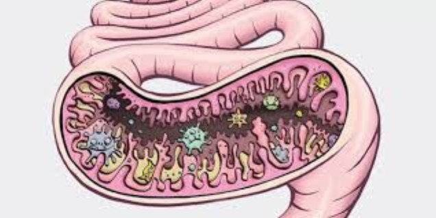 gut bacteria