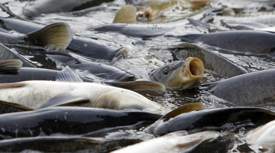 Click to enlarge Australia_carp
