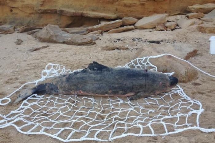  Museum Victoria is investigating whether the dead whale found on the beach is a rare dwarf sperm whale. 
