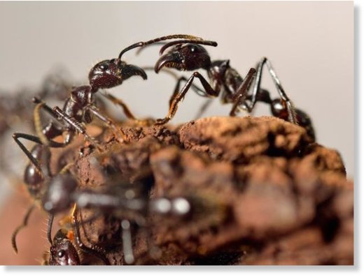 ants