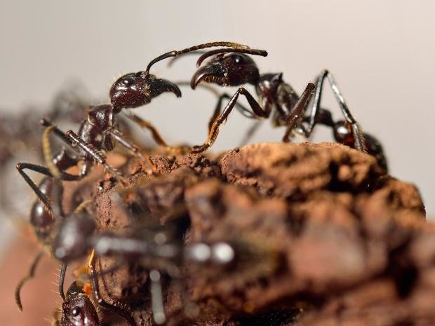ants