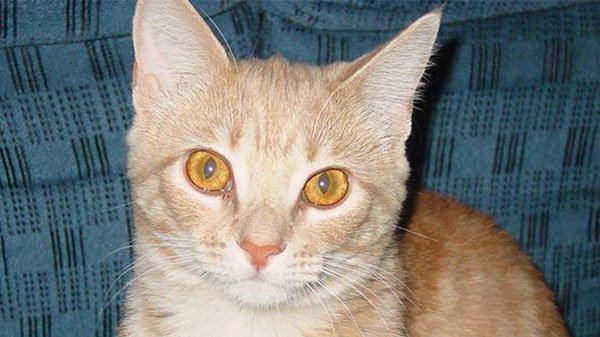 Sugar, the cat