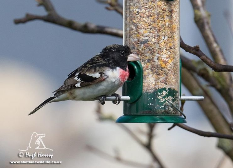 The rose-breasted grosbeak feeding in Lynn Goodlad's garden 