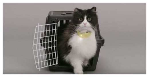 Talking Cat Collar