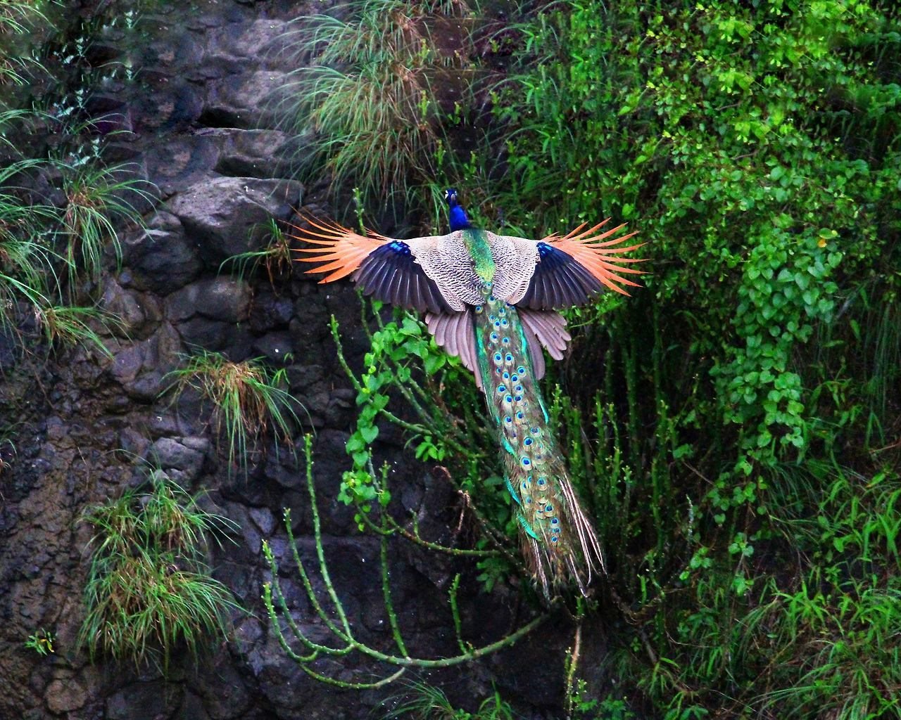 Click to enlarge Peacock educated