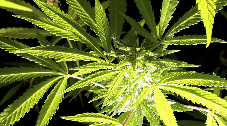 Click to enlarge medical marijuana plant