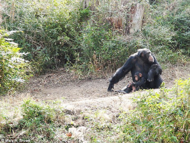 Click to enlarge chimpanzee