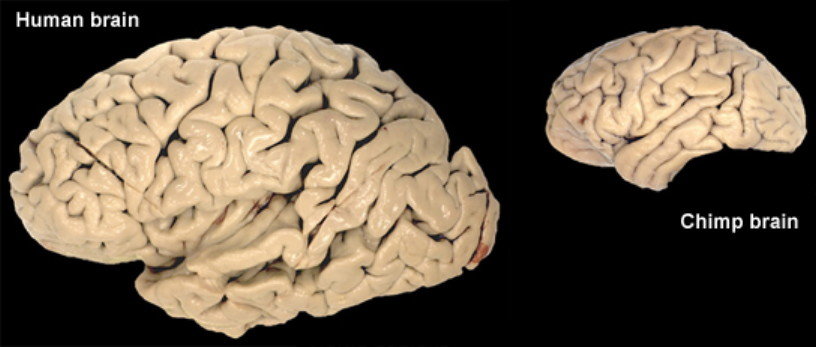 human brain