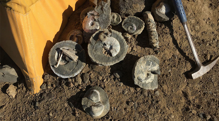 dinosaur remains in Antarctica