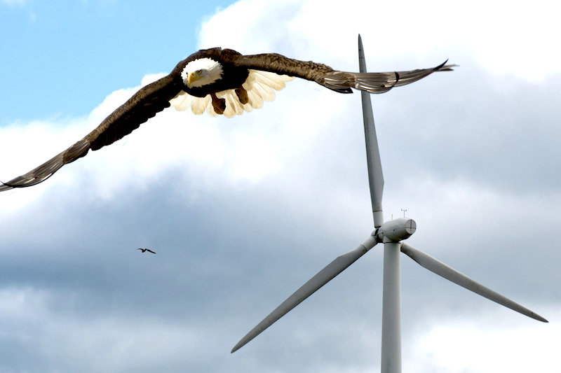 turbine, eagle