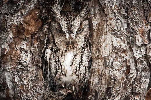 Click to enlarge owl camouflage