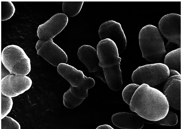 Click to enlarge Malassezia fungi