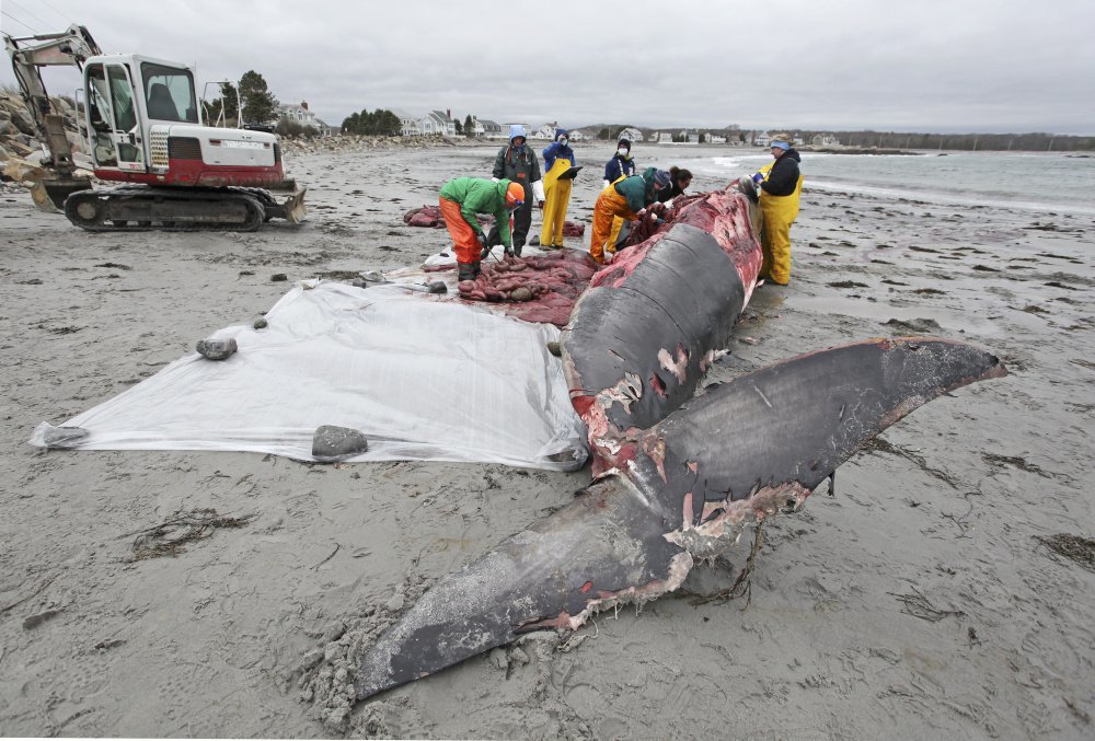 Volunteers and researchers from the New England Aquarium perform a necropsy to determine the cause of death of a minke whale that washed up on a Biddeford beach off Granite Street. 