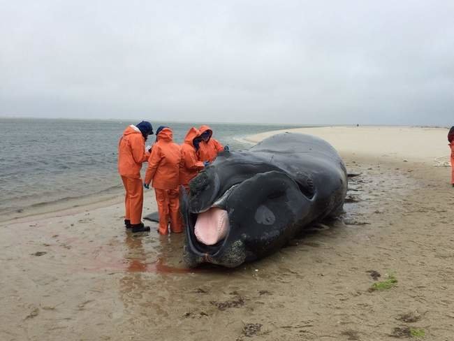Click to enlarge Officials with the International Fund for Animal Welfare and the U.S. Fish and Wildlife Service examine a right whale calf