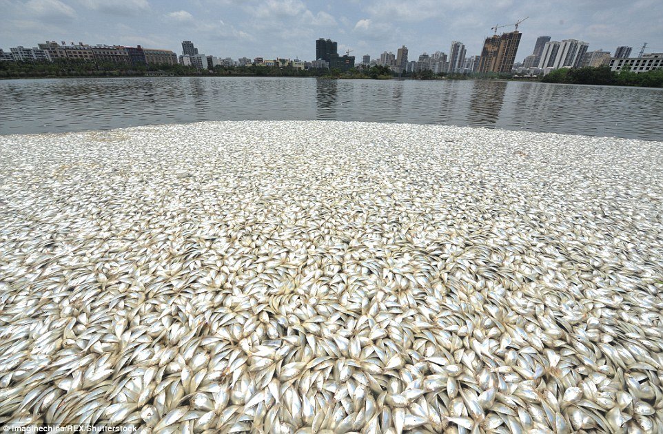 Horrible discovery: The fish were discovered yesterday floating in Hongcheng Lake in Haikou, southern China's Hainan province