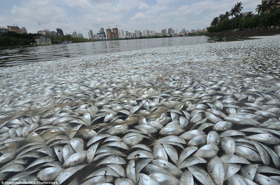 Disturbing images: Staff at the Marine and Fisheries Agency told reporters that pollution can be ruled out as a cause of death 