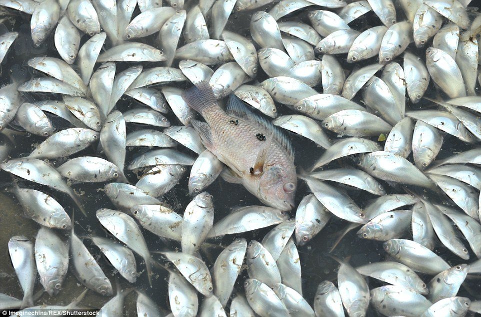 Sad images from Hainan: Sanitation workers have been recovering the dead fish and have so far collected 30 tonnes 
