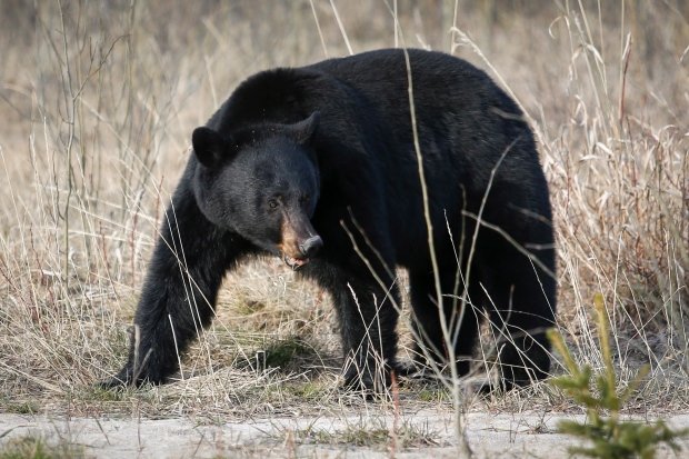 Black bears