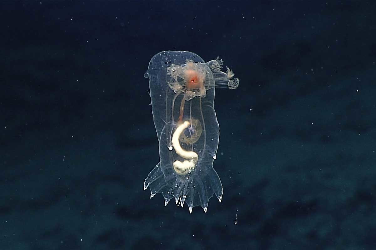 sea cucumber hawaii