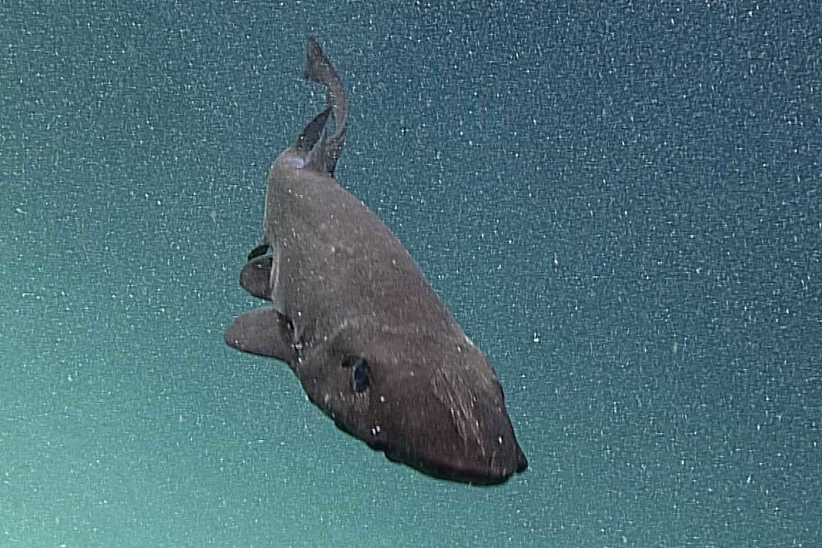 Click to enlarge deep sea sharks hawaii