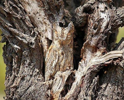 Click to enlarge Owl The power of camouflage