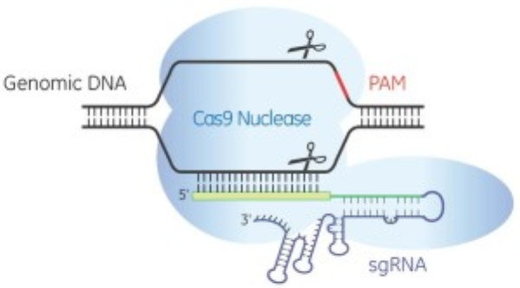 crispr gene editing