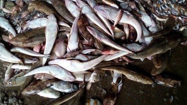 dead fish