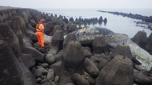 Dead whale
