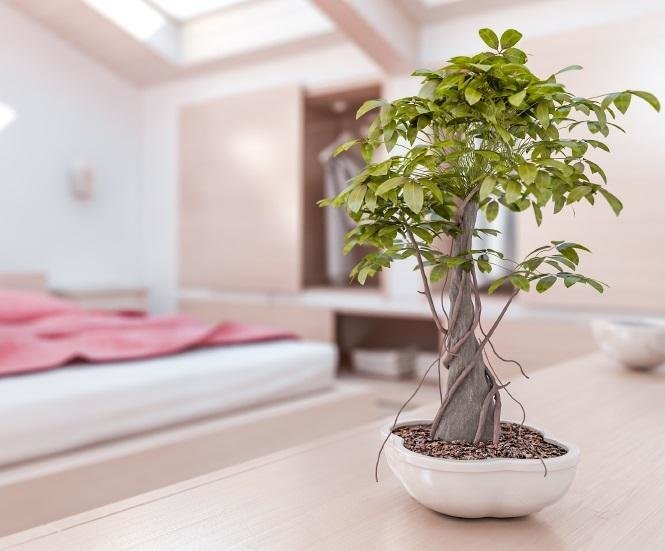 Feng shui 