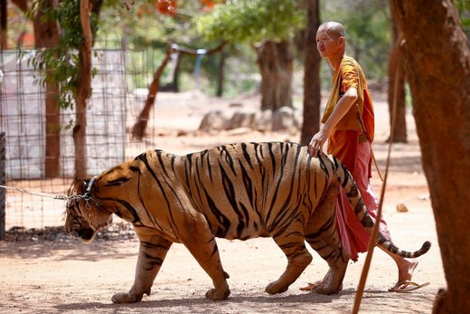 Click to enlarge Tiger Buddhist Monk Thailand