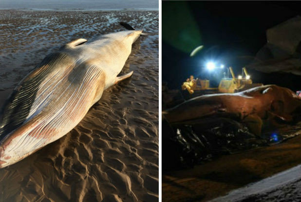 A Minke whale which washed up on Cleethorpes beach and the removal of the sperm whales in Skegness earlier this year