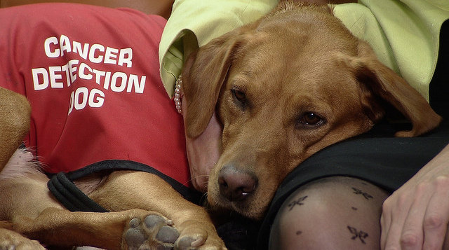 Click to enlarge cancer detection dog