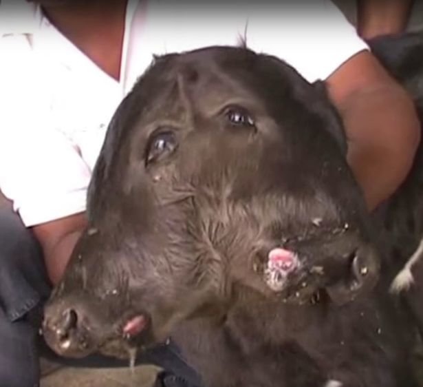 The two-headed cow is seen as a godly incarnation 