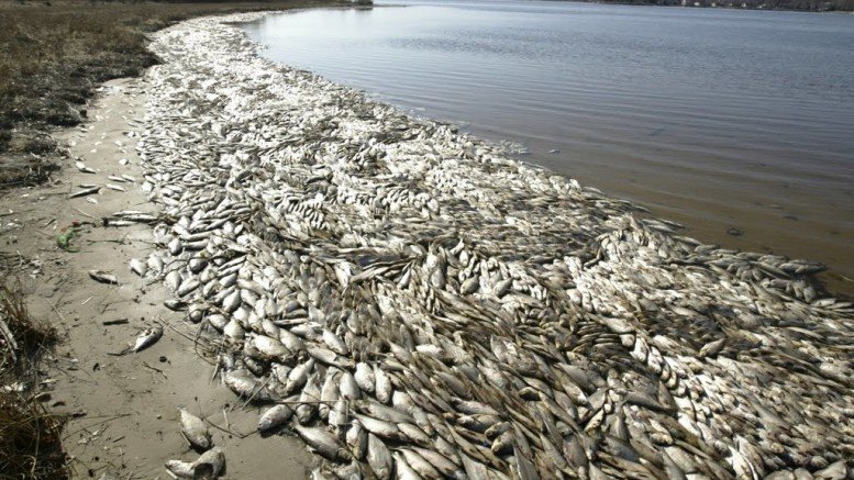 fish die off