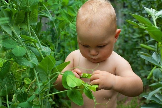 Click to enlarge gardening