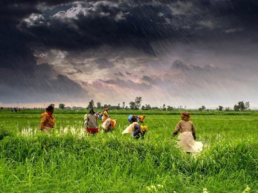 traditional farm india