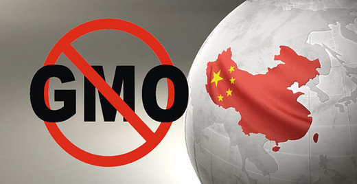 china GMOs