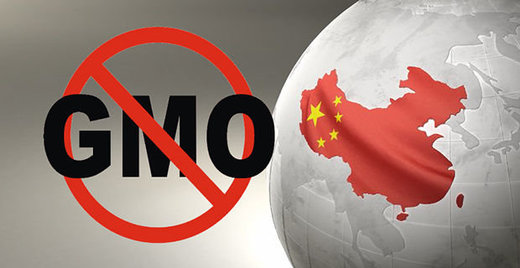 Click to enlarge china GMOs