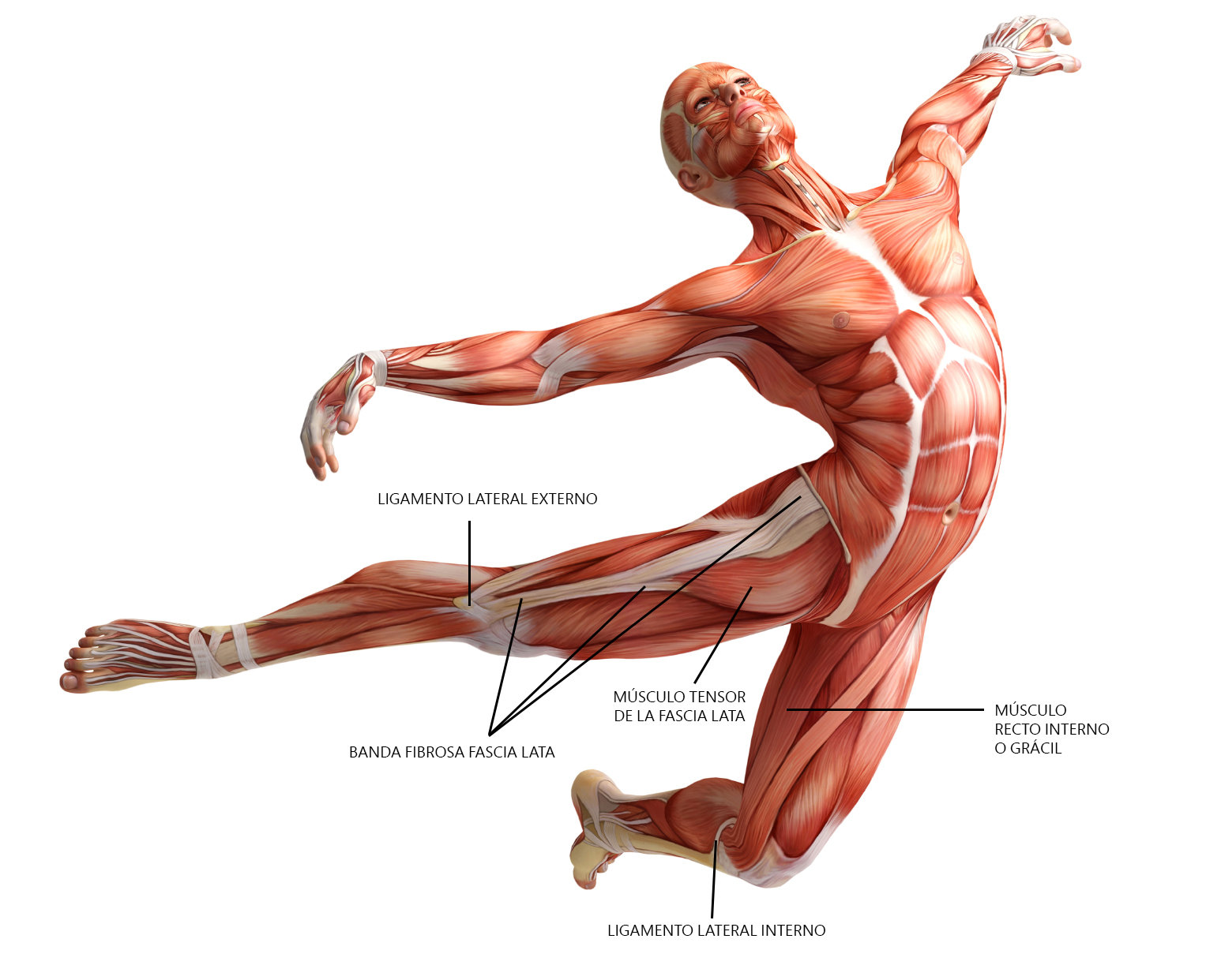 fascia
